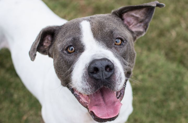 Mr. Big, described as having a "bright and shining personality" despite being treated cruelly by previous owners, is one of 20 shelter dogs in the Atlanta area participating in "Home for the Pawlidays."