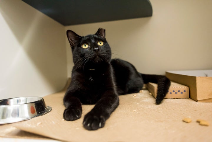 Oyster, one of many cats looking for a home at the ASPCA adoption center in New York City.