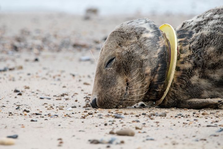 Injured seal with a plastic frisbee stuck around its neck