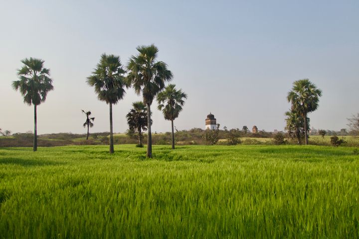 Rice fields in Orchha, India. 