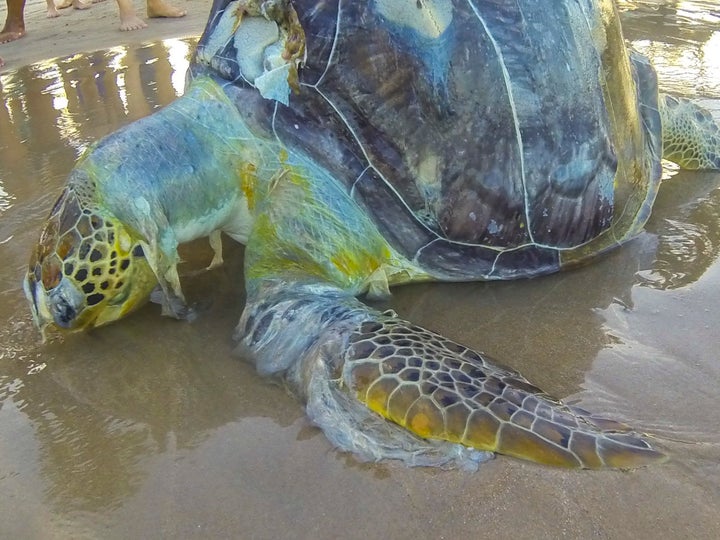 A dead sea turtle wrapped in plastic on the shores of Porto de Galinhas beach in Ipojuca, Brazil.