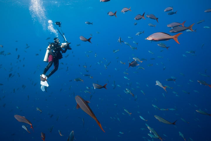 A scuba diver swims with Pacific creolefish near the Revillagigedo Islands.