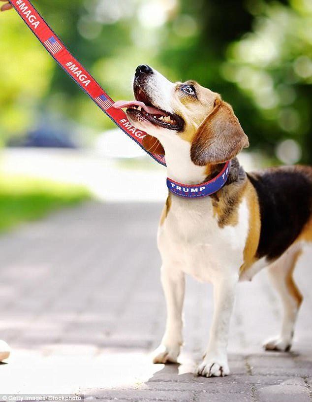 A MAGA dog leash.