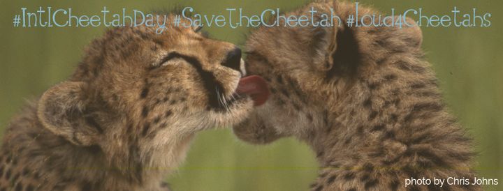 Social Media banners available for download at internationalcheetahday.org
