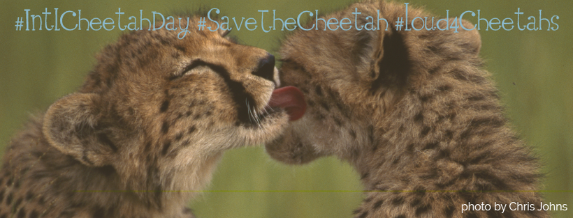 Social Media banners available for download at <a rel="nofollow" href="https://www.internationalcheetahday.org" target="_blan