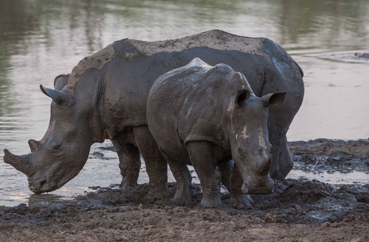 Two white rhinos by watering hole. Photo by permission, AWF.
