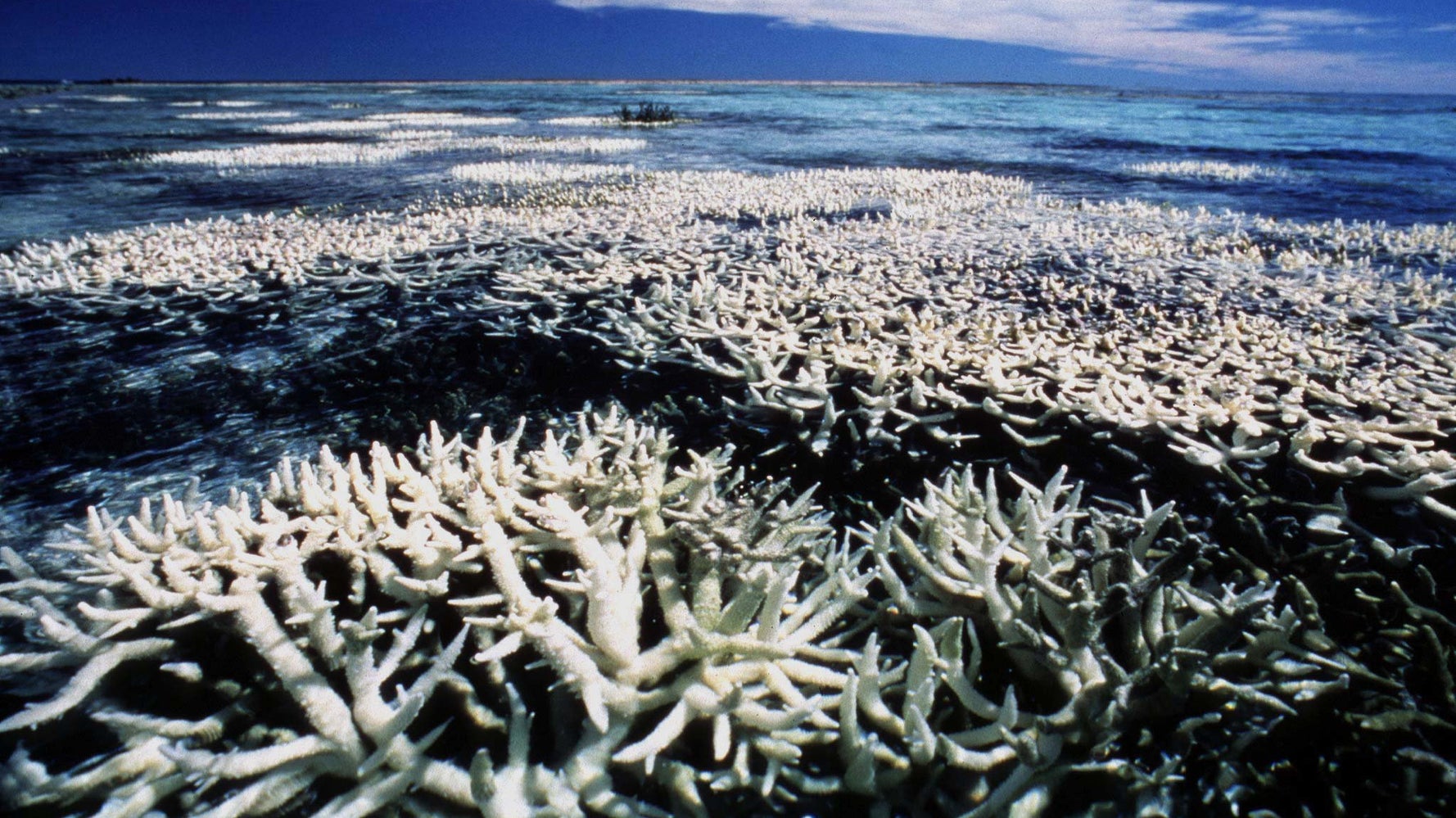 Coral Transplant Success Could Be A Ray Of Hope For The Great Barrier ...