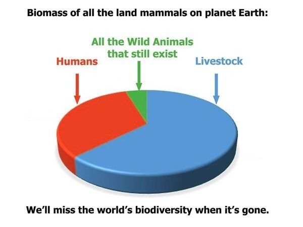 Global Terrestrial Mammal Biomass