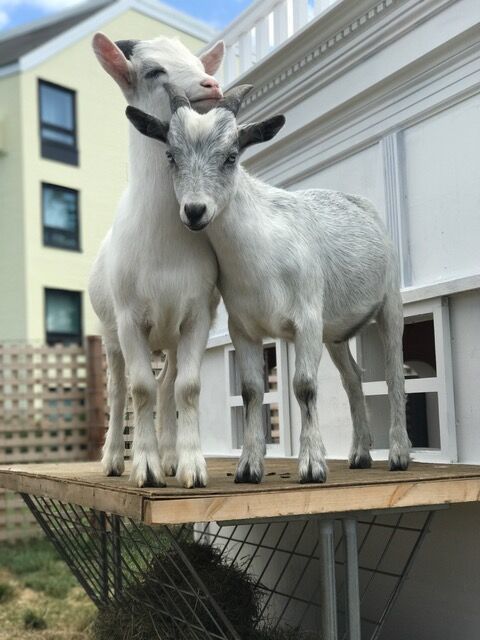 Meet Cornelius and William, the “unofficial mascots” of Gurney’s Newport on Goat Island.