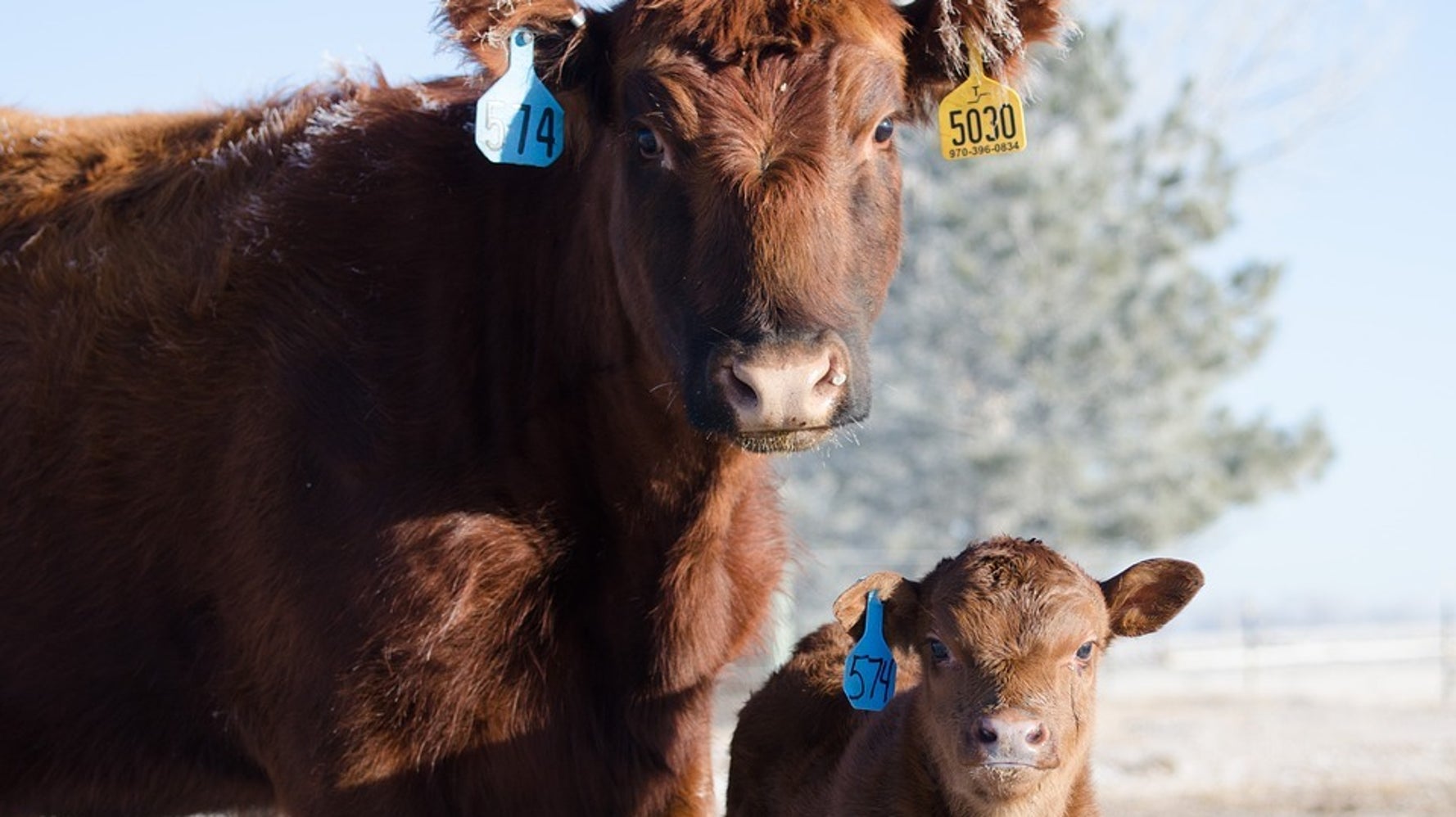 The Greatness Of A Nation Can Be Judged By How It Treats Its Animals |  HuffPost UK News