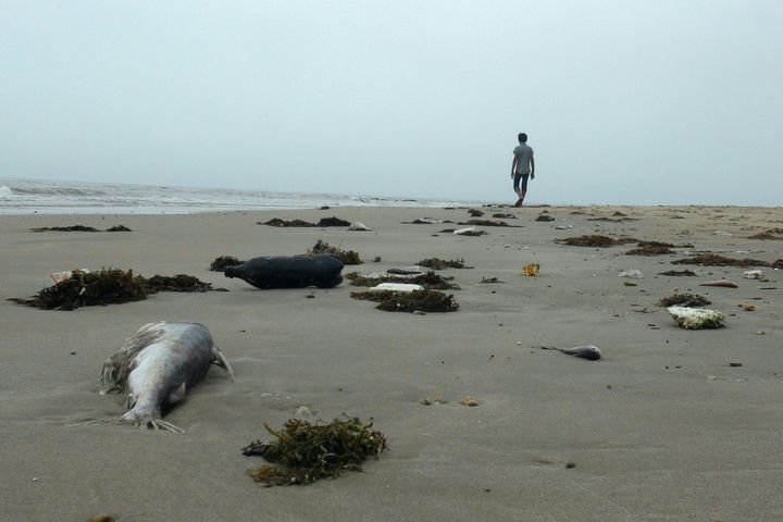 A chemical spill from a steel mill in Ha Tinh Province, Vietnam killed an estimated 115 tons of fish, according to Radio Free Asia. In this picture taken on April 20, 2016, a man is seen walking among dead fish on a beach in Quang Trach district in the central coastal province of Quang Binh.