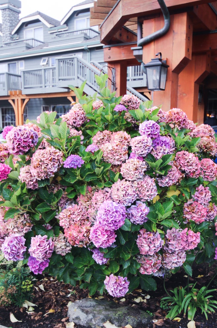 Blooming hydrangeas take over Cannon Beach in the fall. Taken at Stephanie Inn.