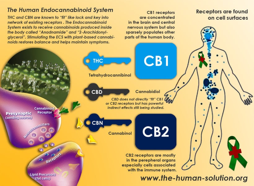 The endocannabinoid system is the second largest neurotransmitting system in the body, so why aren’t medical schools teaching