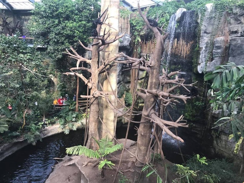 Why yes, this is inside the zoo.