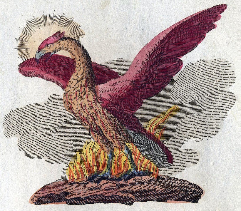 A phoenix rises from the ashes of its predecessor
