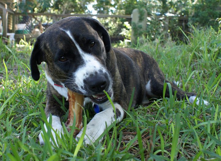 The Food and Drug Administration continues to warn dog owners that "bone treats" can be dangerous.