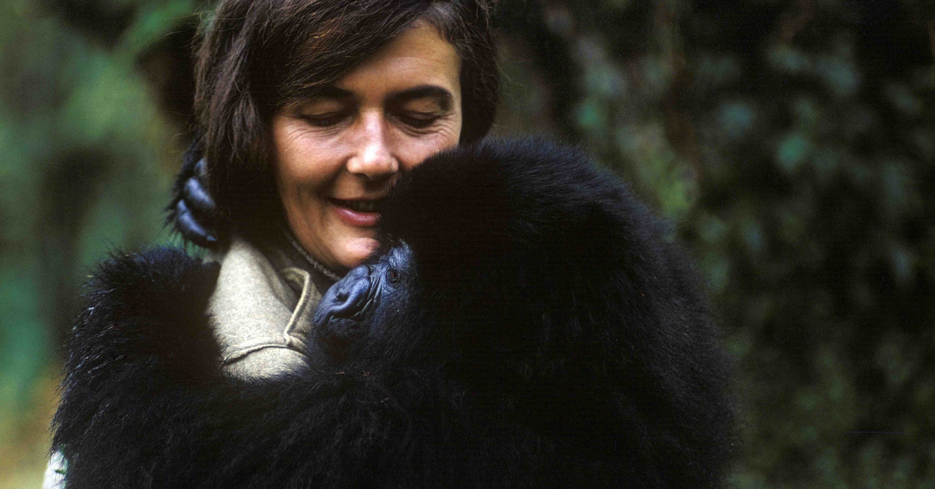 Epic Dian Fossey Miniseries | HuffPost