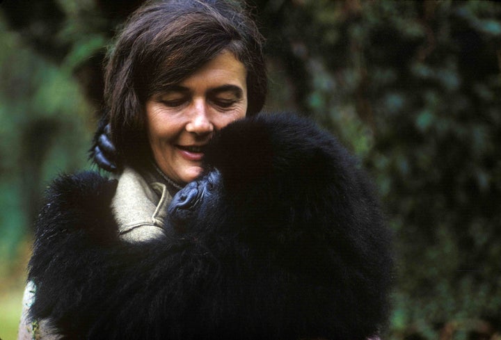 Secrets in the Mist offers an intimate account of the life and legacy of the iconic primatologist Dr Dian Fossey, 32 years after her vicious murder. 