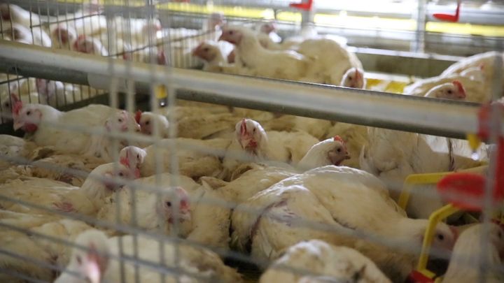 38 day old broiler chickens in caged systems