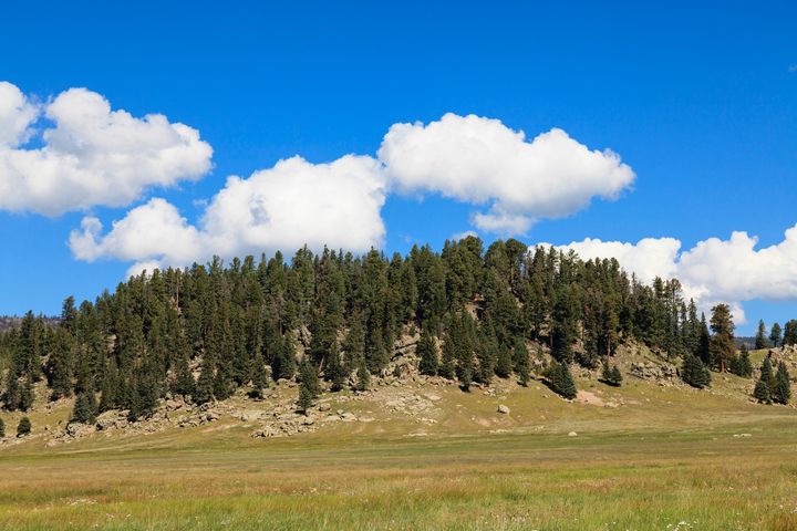 <p><em>Hillock at Valles Caldera National Preserve. The Rio Grande Water Fund is will generate sustainable funding for a 10-30 year program of large-scale forest and watershed restoration treatments. </em> </p>