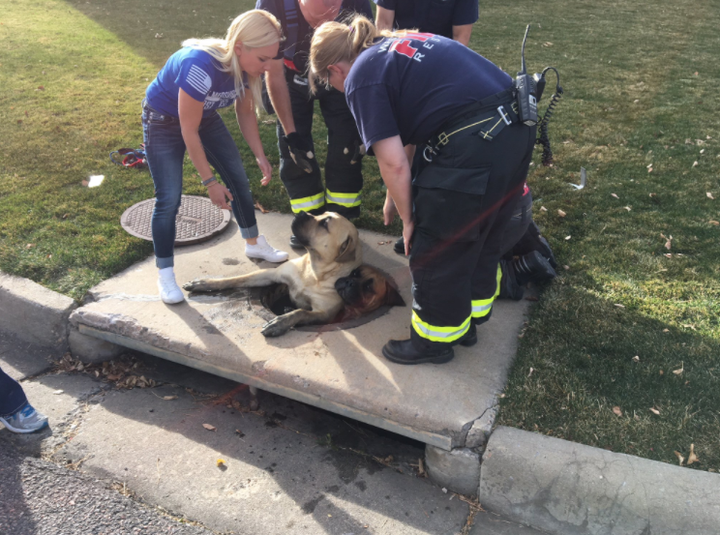 Rescue workers instruct two mastiffs to come out one at a time.