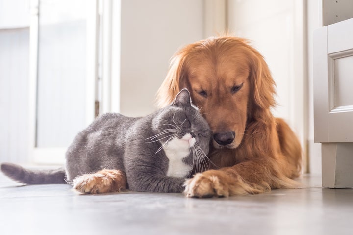 New study: Cats and dogs don't actually fight like cats and dogs, cats and  dogs 