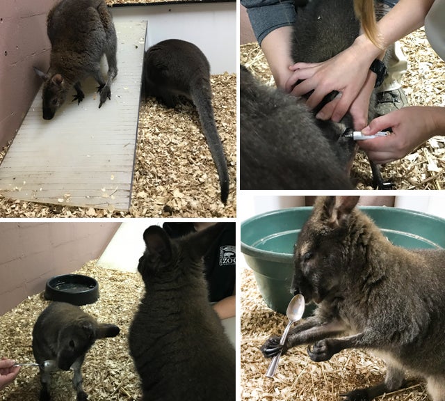L to R clockwise: Rocko checks out the new ramp; Care team applies eye ointment; Jazz gets meds hidden in peanut butter while