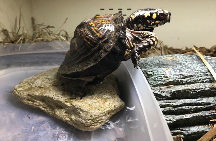 Eastern box turtle Juliet climbs out of her soaking pool