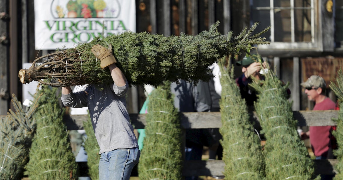 Here's Why You Don't Need To Worry About The Christmas Tree Shortage