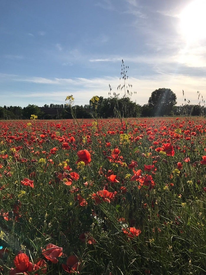 <p>Field of Poppies</p>