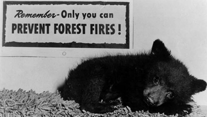 The real Smokey Bear featured in ad campaigns from 1975-1990, via smokeybear.com.
