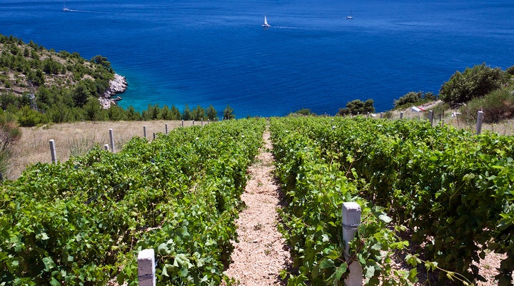 Stina Winery on the island of Brač