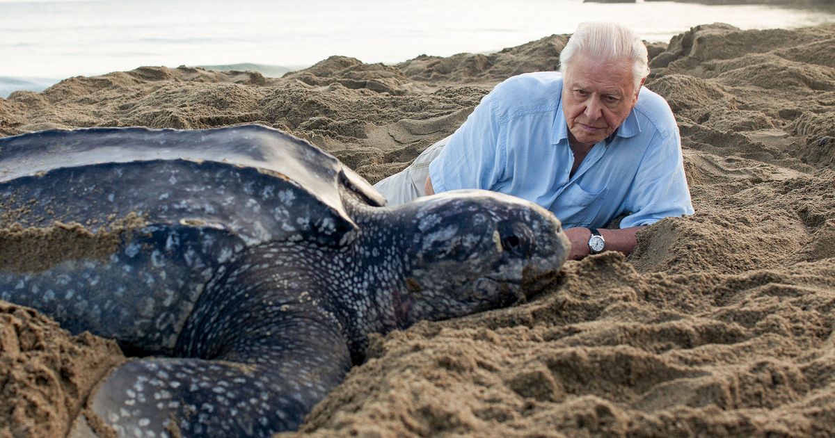 David Attenborough Warns Oceans Are Under Threat Now As Never Before In Human History 4862