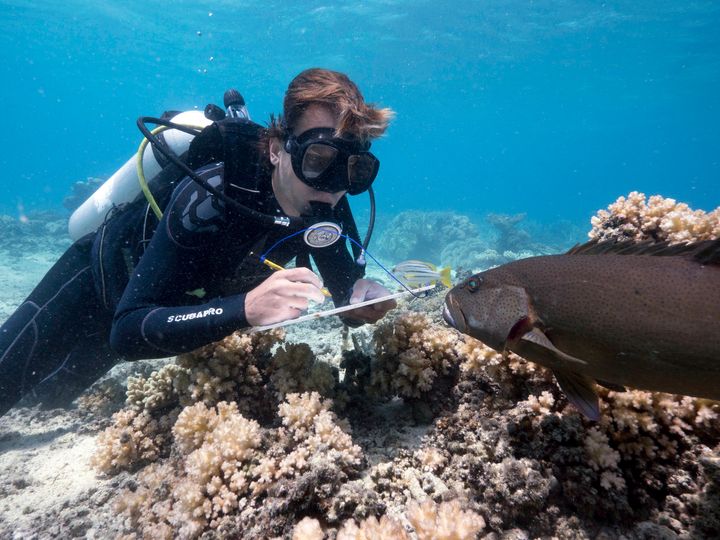 Many parts of the Great Barrier Reef are suffering from coral bleaching