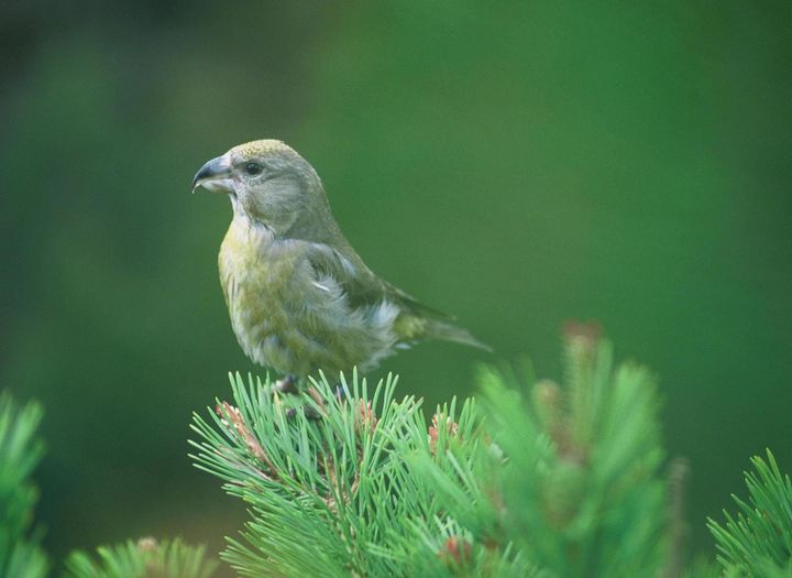The Scottish crossbill, which is found only in Scotland, could become extinct