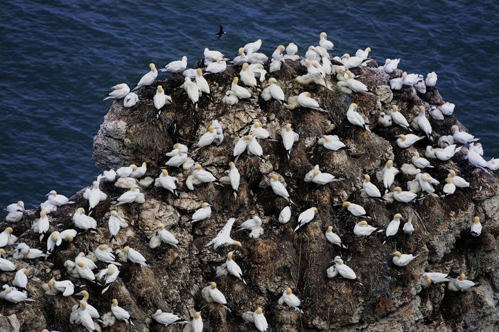 The UK’s kittiwake population has declined by 70% since 1986