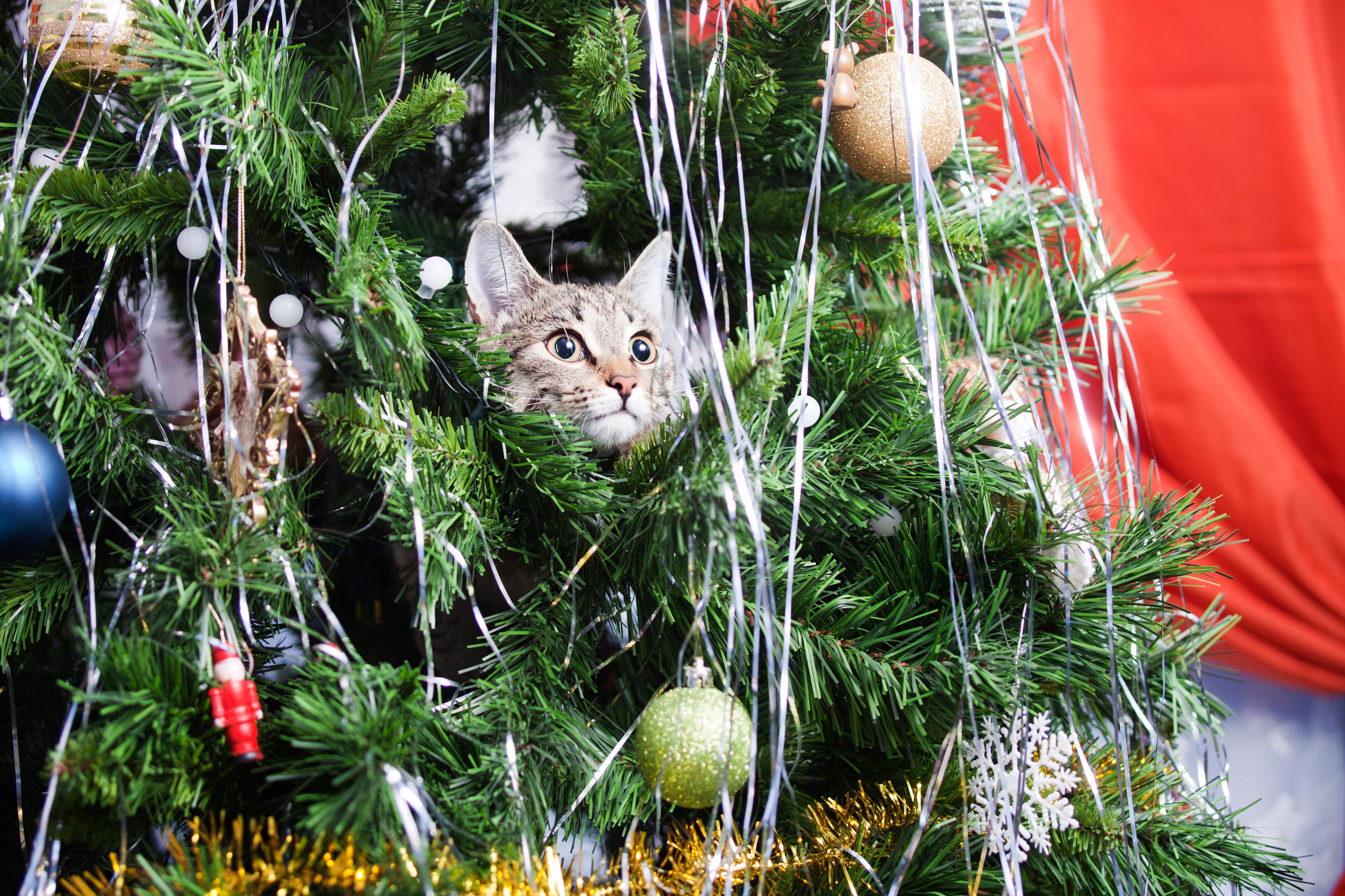 cats destroy christmas tree