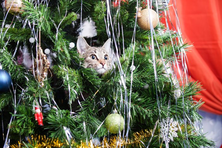 Cat's 'Christmas Tree Problems' Prove The Tree Struggle Is Real Pet ...