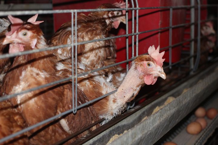 Hens in an 'enriched' cage