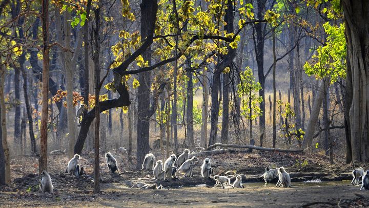 Beautiful capture of langurs in Pench by Pugdundee
