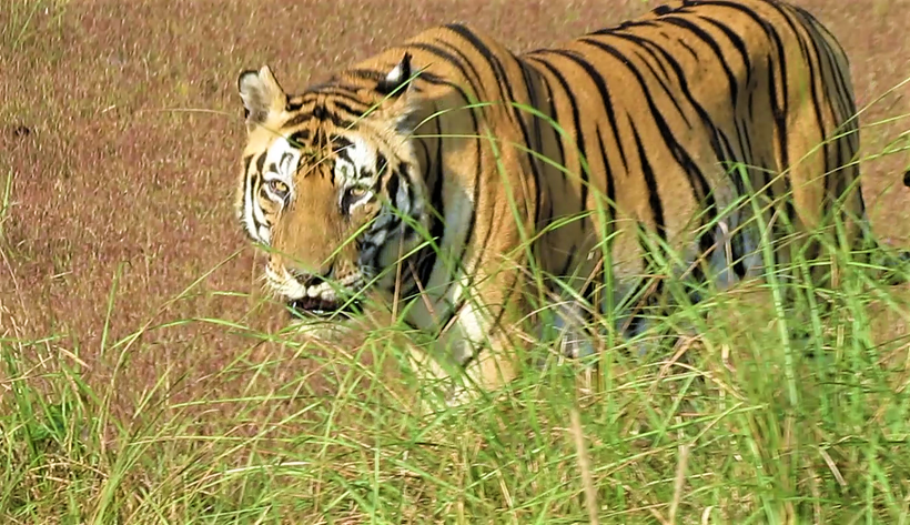 Loved watching king of the jungle “Munna”