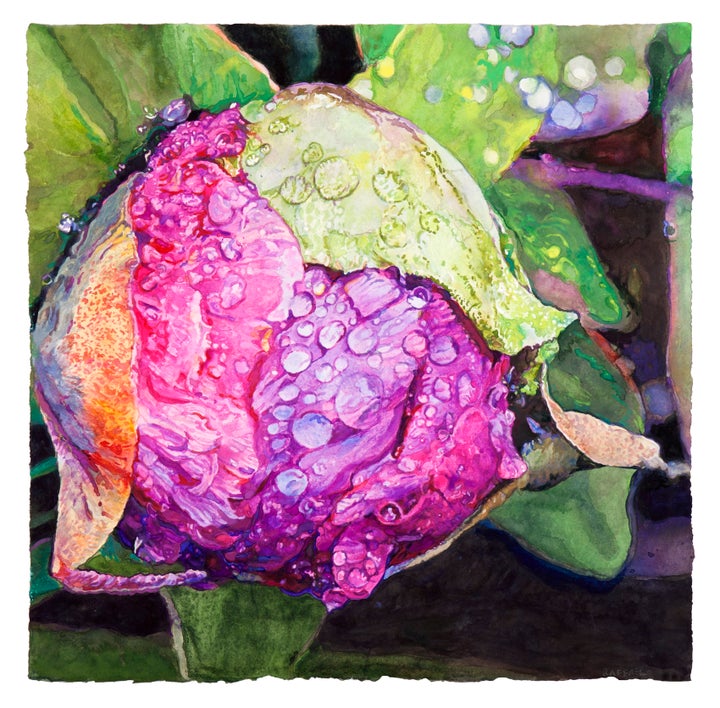 Joseph Raffael, Peony for Reuben, 2017, Watercolor on paper, 19 x 19 in. 