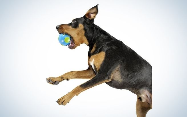 The 'world's best dog ball'Buy Now!