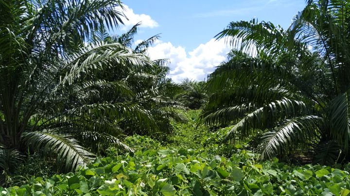 Plantation at Sarawak Oil Palms Berhad