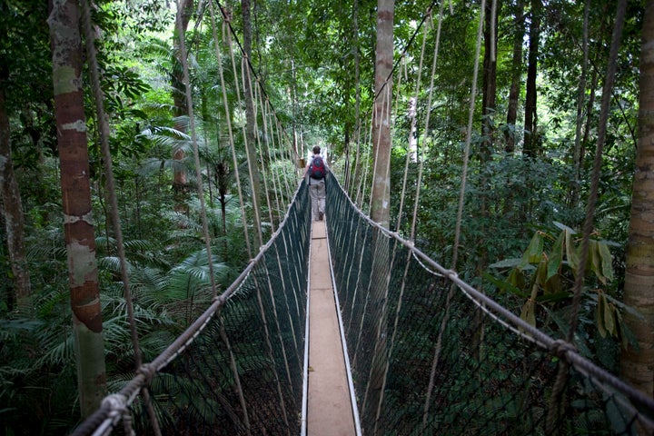 Eco-tourists walk on canopy walkways in a rainforest in Pahang. 