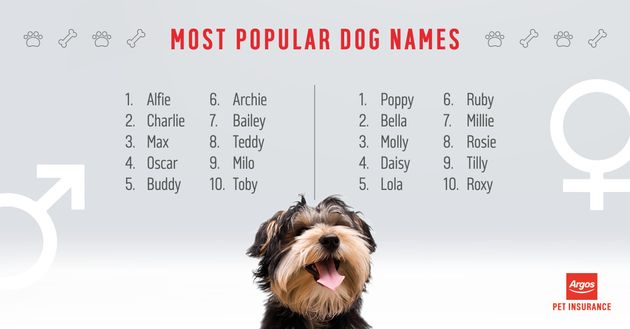 Pet Name Inspiration: The Most Popular Cat And Dog Names Of 2017 Revealed