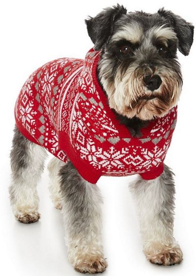 Aldi Matching Jumpers Christmas Jumpers For Dogs Is A Major