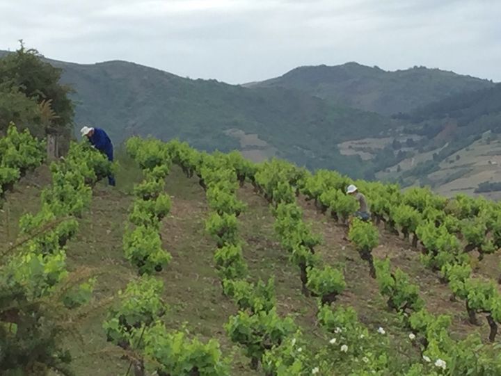 Vineyard workers hand pruning on the hillside.