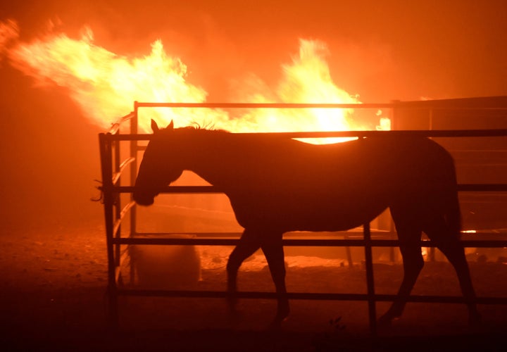 This horse was left behind after the Creek fire erupted. Animal rescue has been a big issue with these fires. There is a shortage of places to bring pets and livestock to safe shelter. We took it as a good reminder to have extra leashes and crates on hand for our dogs.