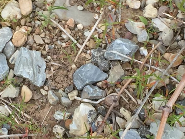 <em>Granite, slate, sand all part of the rich Bierzo soil</em>